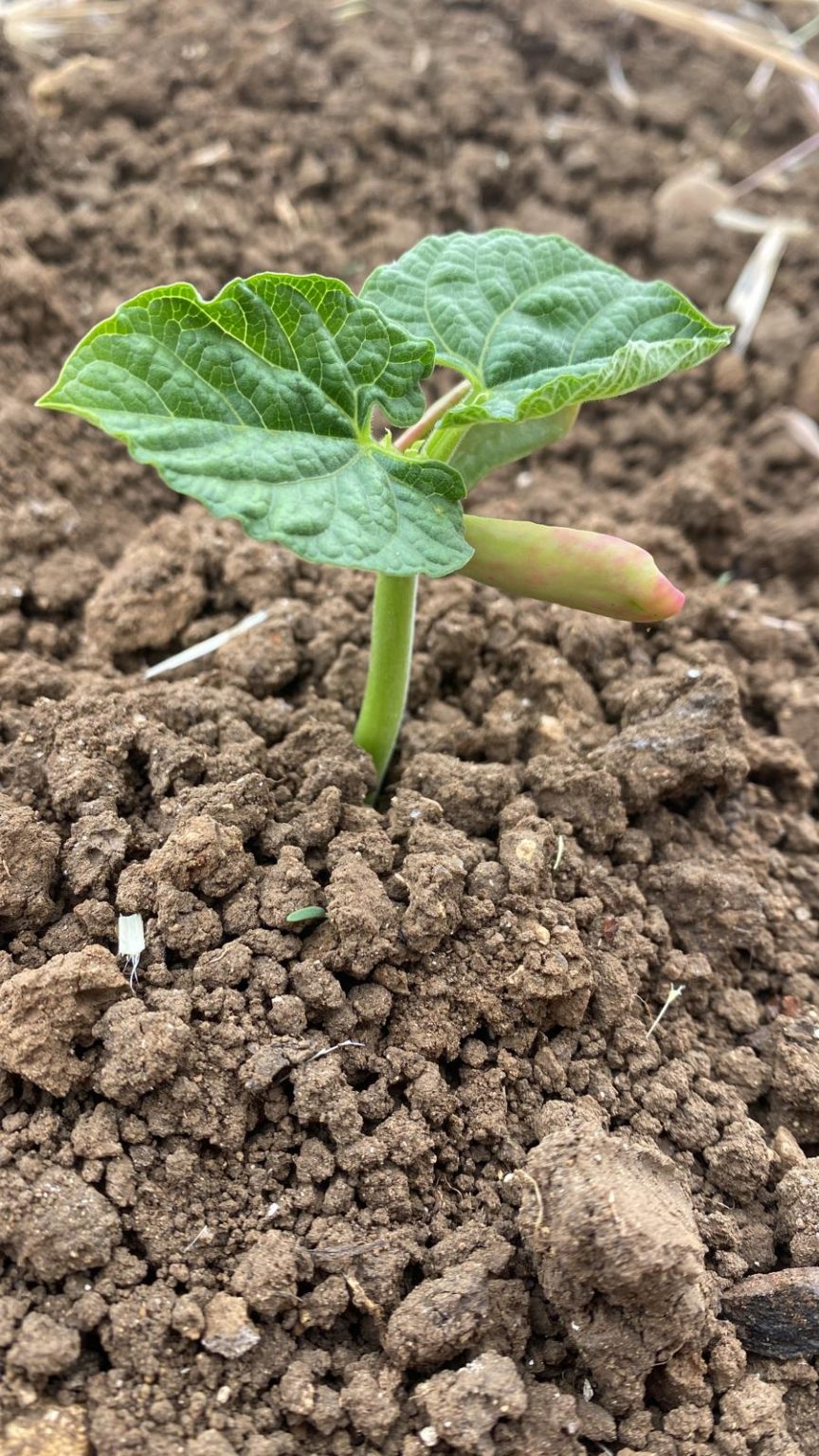 Pote Asturiano con faba IGP de Guañu (520gr)